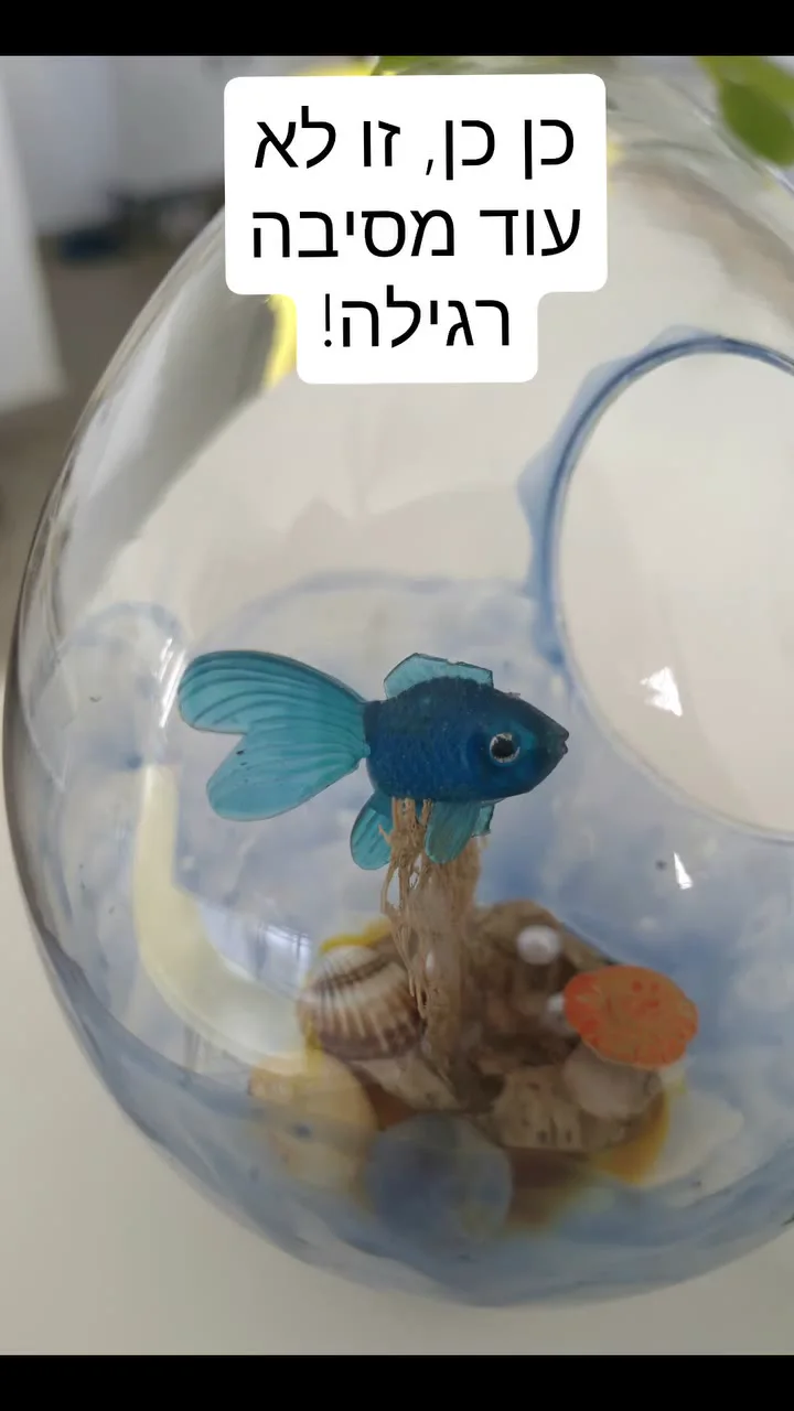האקווריום הקסום - עולם של פלא בתוך בועה שקופה — תמונה 4